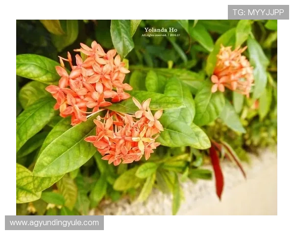 云顶线上棋牌平台有哪些提供专业客服支持的优质平台